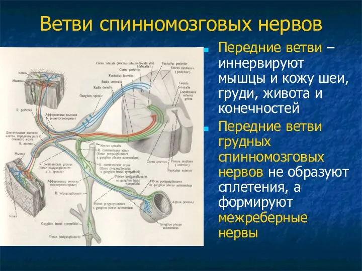 Ветви спинномозговых нервов Передние ветви – иннервируют мышцы и кожу шеи,