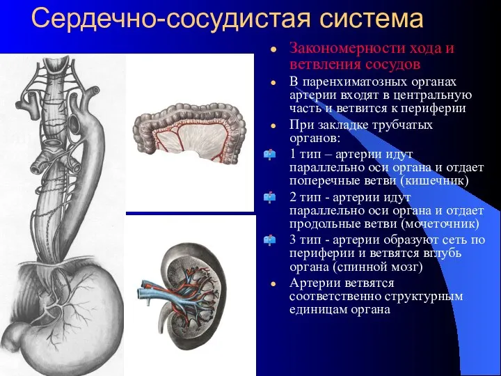 Сердечно-сосудистая система Закономерности хода и ветвления сосудов В паренхиматозных органах артерии