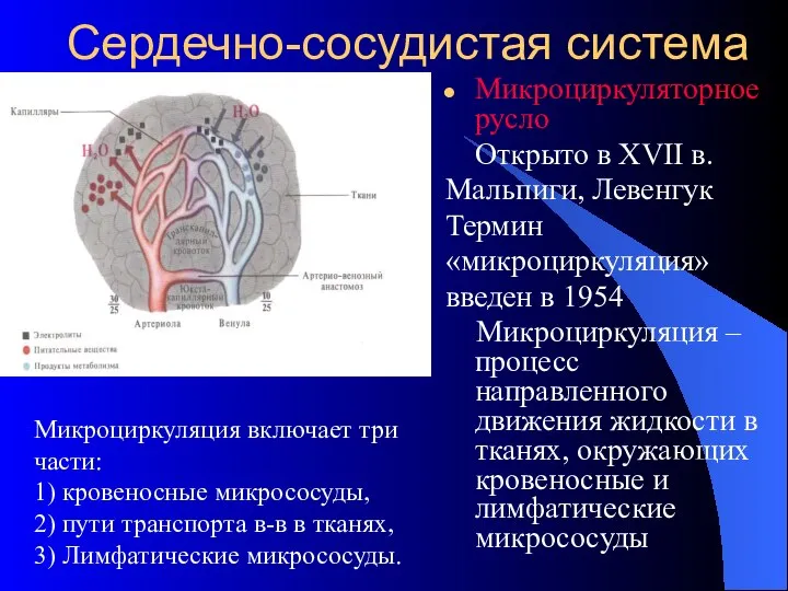 Сердечно-сосудистая система Микроциркуляторное русло Открыто в XVII в. Мальпиги, Левенгук Термин