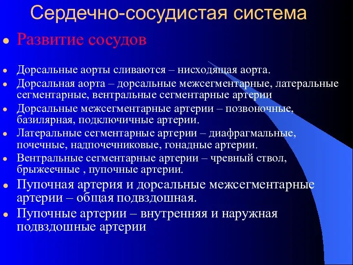 Сердечно-сосудистая система Развитие сосудов Дорсальные аорты сливаются – нисходящая аорта. Дорсальная