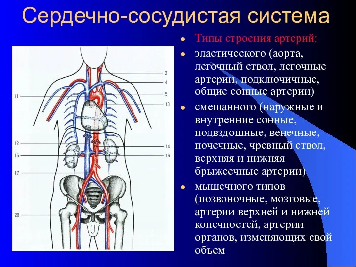 Сердечно-сосудистая система Типы строения артерий: эластического (аорта, легочный ствол, легочные артерии,