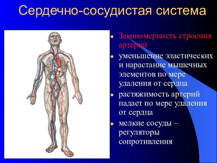 Сердечно-сосудистая система Закономерность строения артерий уменьшение эластических и нарастание мышечных элементов