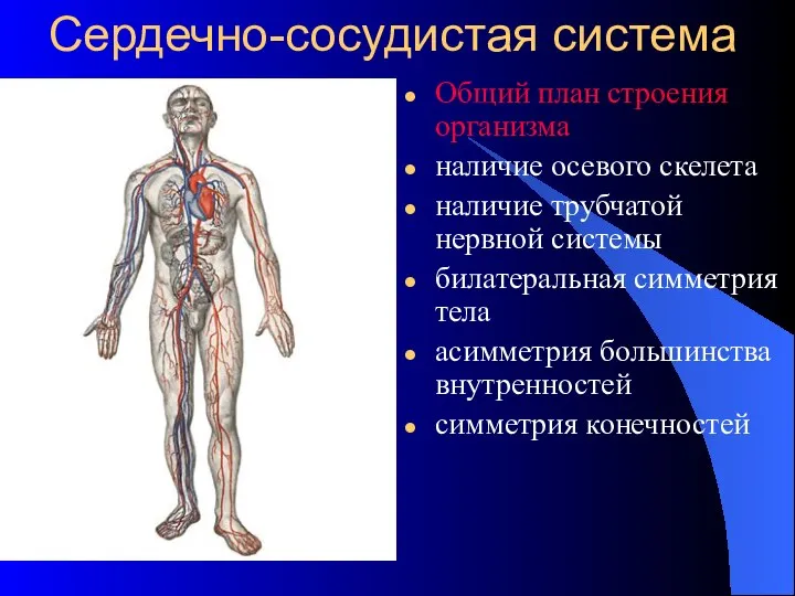 Сердечно-сосудистая система Общий план строения организма наличие осевого скелета наличие трубчатой