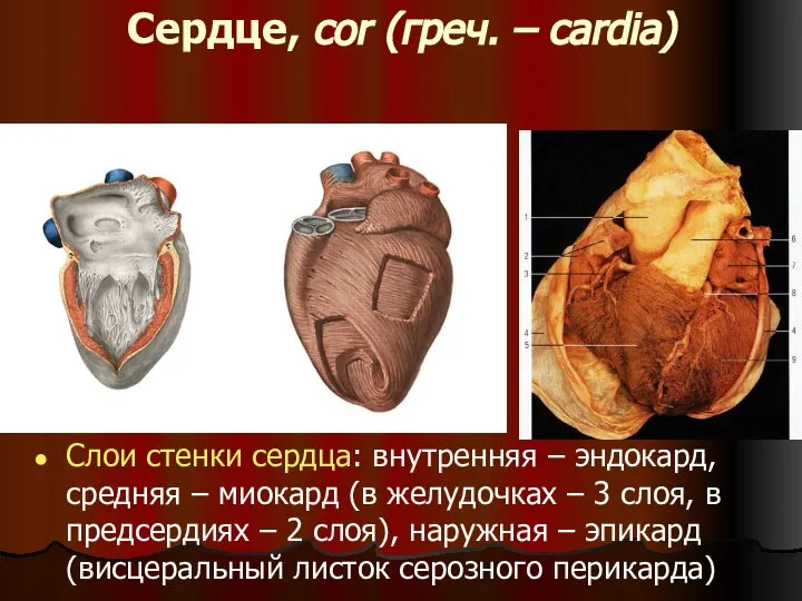 Сердце, cor (греч. – cardia) Слои стенки сердца: внутренняя – эндокард,