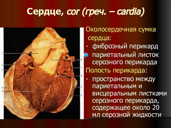 Сердце, cor (греч. – cardia) Околосердечная сумка сердца: - фиброзный перикард