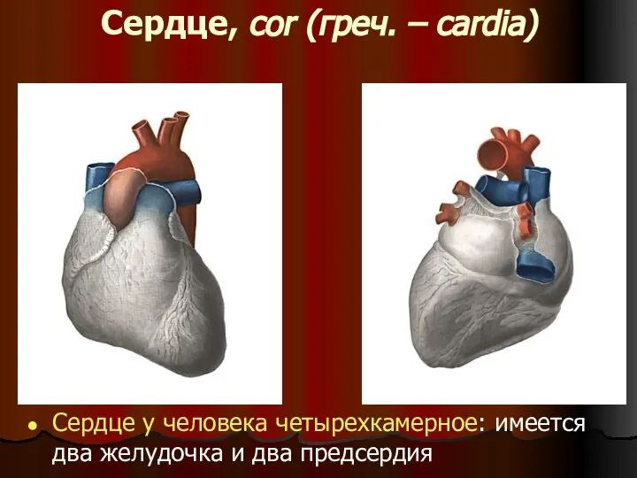 Сердце, cor (греч. – cardia) Сердце у человека четырехкамерное: имеется два желудочка и два предсердия