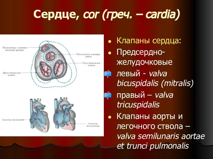 Сердце, cor (греч. – cardia) Клапаны сердца: Предсердно-желудочковые левый - valva