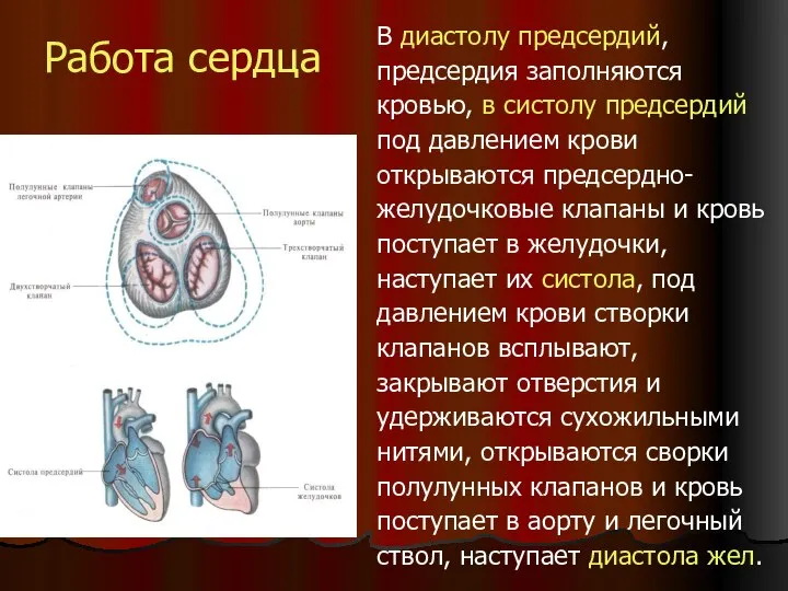 Работа сердца В диастолу предсердий, предсердия заполняются кровью, в систолу предсердий