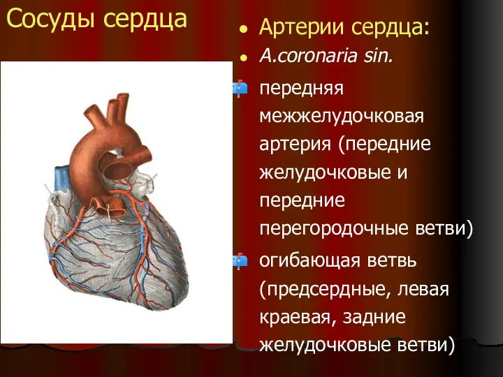 Сосуды сердца Артерии сердца: A.coronaria sin. передняя межжелудочковая артерия (передние желудочковые