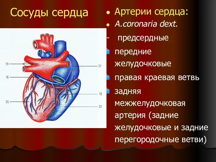 Сосуды сердца Артерии сердца: A.coronaria dext. - предсердные передние желудочковые правая