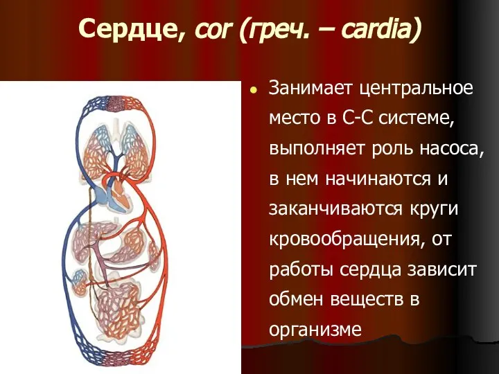 Сердце, cor (греч. – cardia) Занимает центральное место в С-С системе,