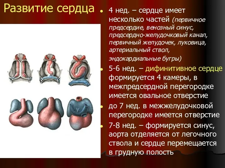 Развитие сердца 4 нед. – сердце имеет несколько частей (первичное предсердие,