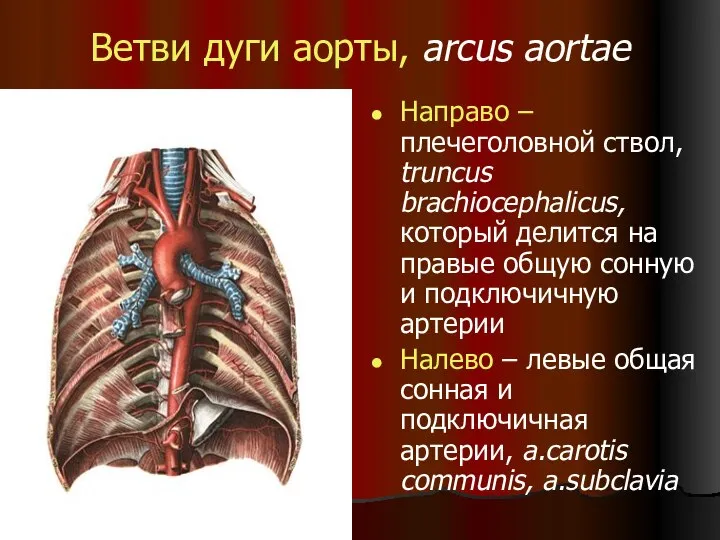 Ветви дуги аорты, arcus aortae Направо – плечеголовной ствол, truncus brachiocephalicus,