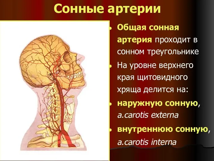 Сонные артерии Общая сонная артерия проходит в сонном треугольнике На уровне