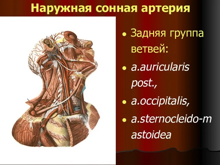 Наружная сонная артерия Задняя группа ветвей: a.auricularis post., a.occipitalis, a.sternocleido-mastoidea