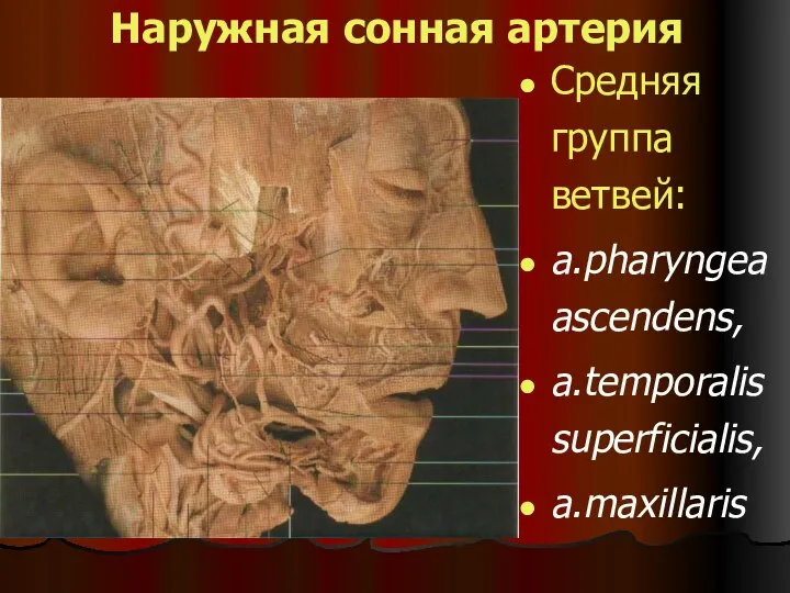 Наружная сонная артерия Средняя группа ветвей: a.pharyngea ascendens, a.temporalis superficialis, a.maxillaris