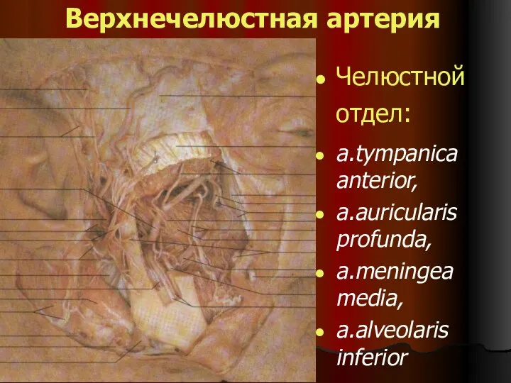 Верхнечелюстная артерия Челюстной отдел: a.tympanica anterior, a.auricularis profunda, a.meningea media, a.alveolaris inferior