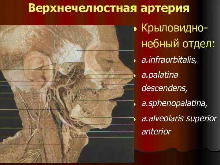 Верхнечелюстная артерия Крыловидно-небный отдел: a.infraorbitalis, a.palatina descendens, a.sphenopalatina, a.alveolaris superior anterior