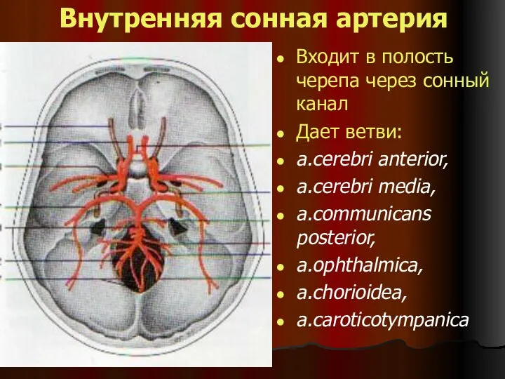 Внутренняя сонная артерия Входит в полость черепа через сонный канал Дает