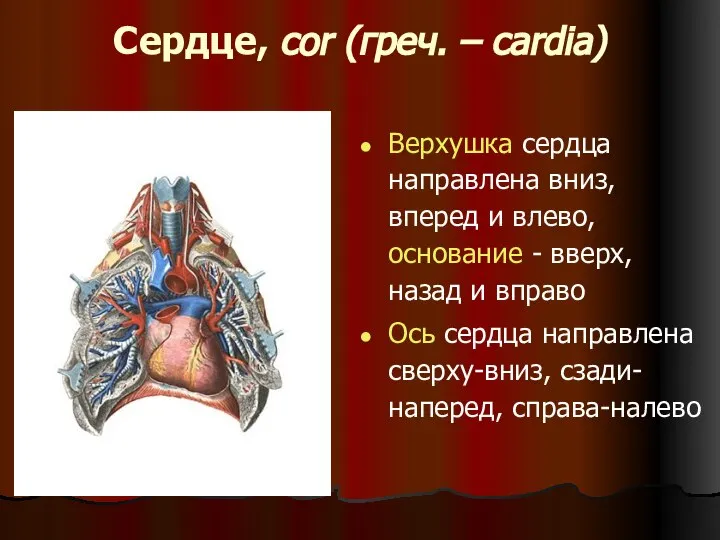 Сердце, cor (греч. – cardia) Верхушка сердца направлена вниз, вперед и