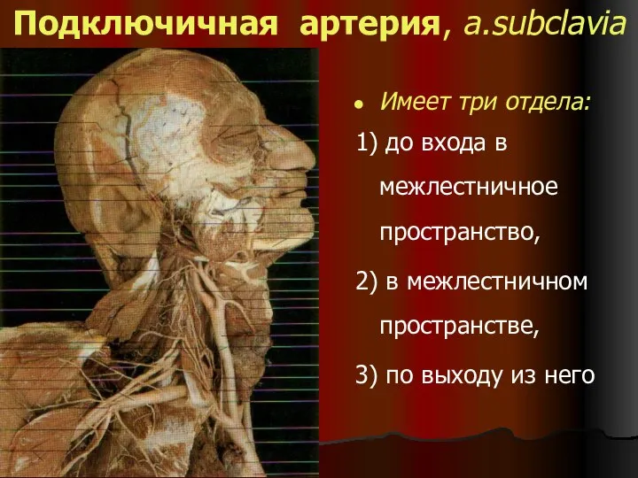 Подключичная артерия, a.subclavia Имеет три отдела: 1) до входа в межлестничное