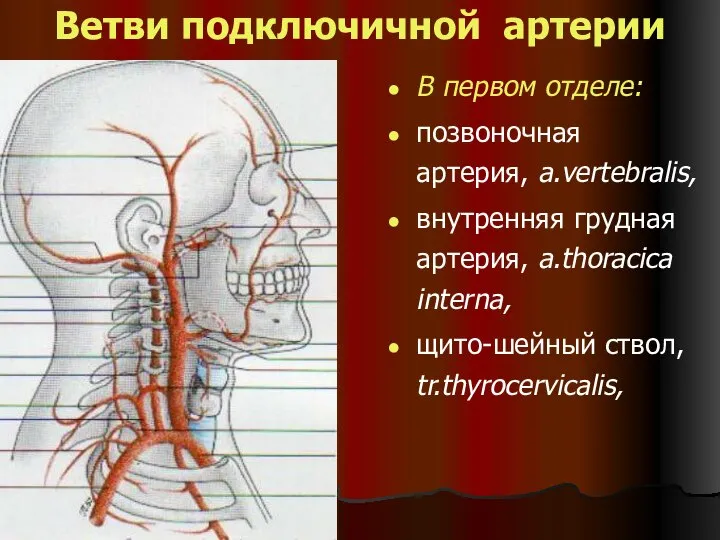 Ветви подключичной артерии В первом отделе: позвоночная артерия, a.vertebralis, внутренняя грудная