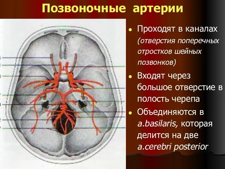 Позвоночные артерии Проходят в каналах (отверстия поперечных отростков шейных позвонков) Входят