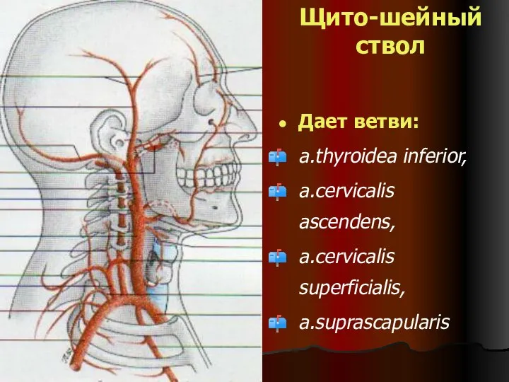 Щито-шейный ствол Дает ветви: a.thyroidea inferior, a.cervicalis ascendens, a.cervicalis superficialis, a.suprascapularis