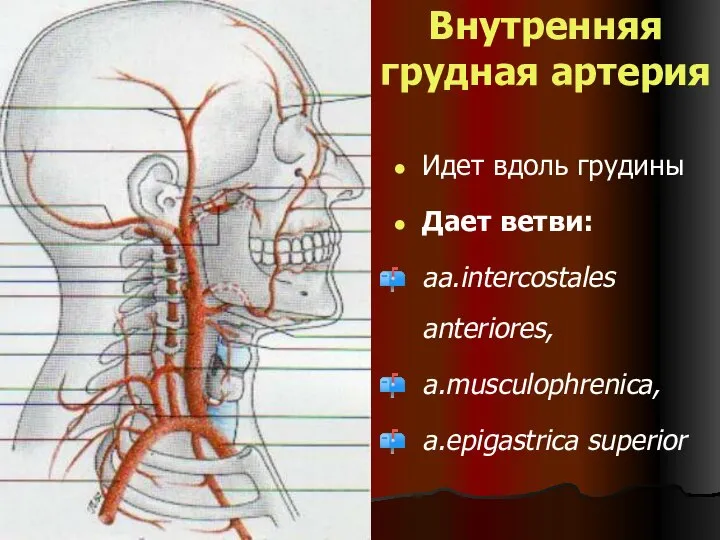 Внутренняя грудная артерия Идет вдоль грудины Дает ветви: aa.intercostales anteriores, a.musculophrenica, a.epigastrica superior