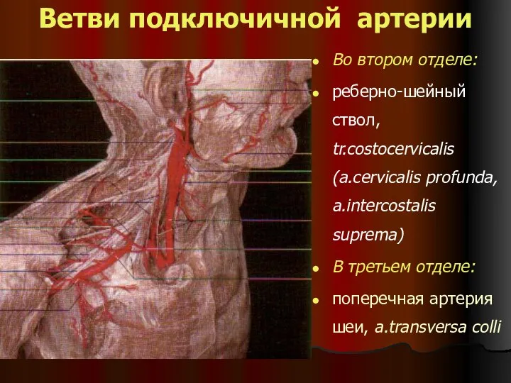 Ветви подключичной артерии Во втором отделе: реберно-шейный ствол, tr.costocervicalis (a.cervicalis profunda,
