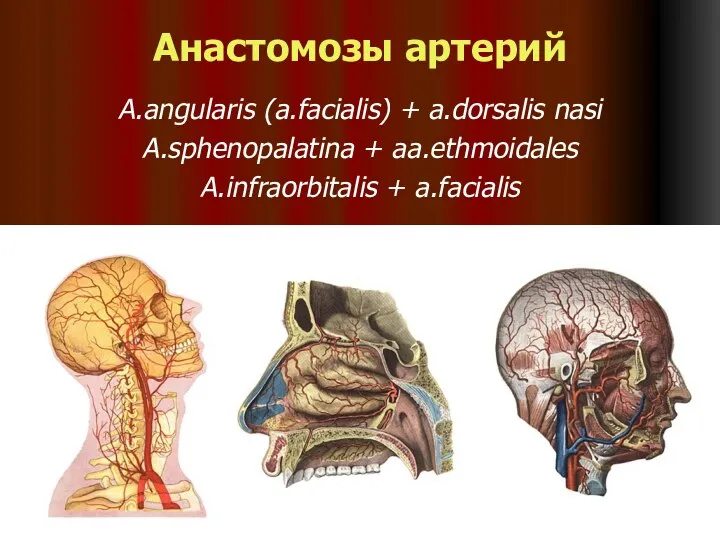 Анастомозы артерий A.angularis (a.facialis) + a.dorsalis nasi A.sphenopalatina + aa.ethmoidales A.infraorbitalis + a.facialis