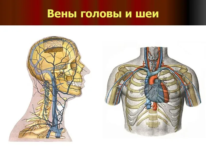 Вены головы и шеи