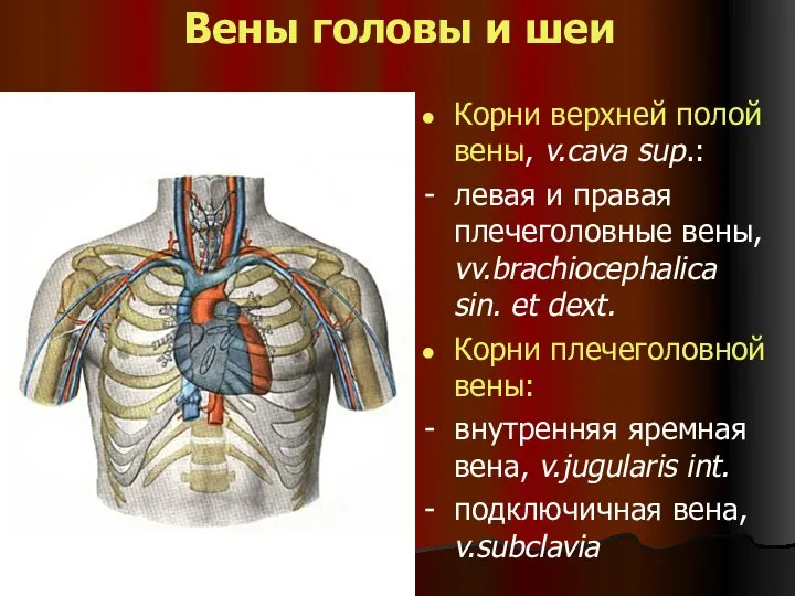 Вены головы и шеи Корни верхней полой вены, v.cava sup.: -