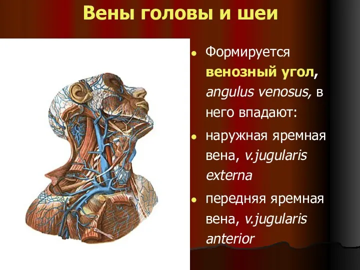 Вены головы и шеи Формируется венозный угол, angulus venosus, в него