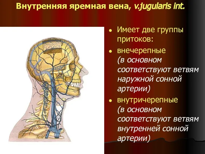 Внутренняя яремная вена, v.jugularis int. Имеет две группы притоков: внечерепные (в