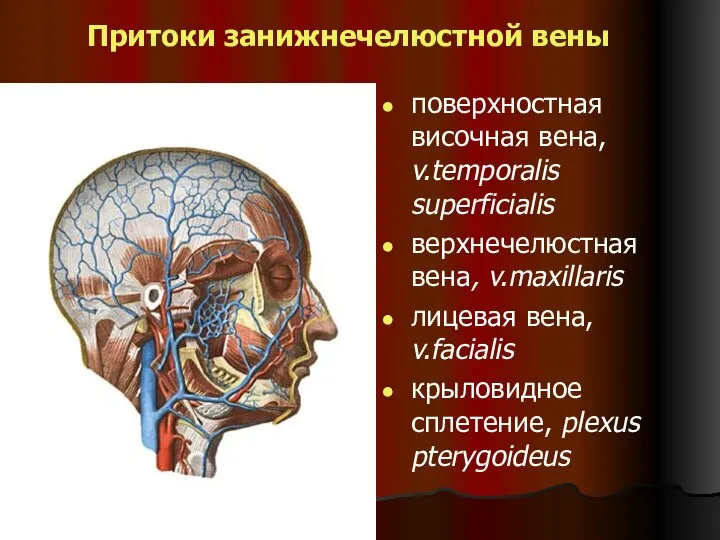 Притоки занижнечелюстной вены поверхностная височная вена, v.temporalis superficialis верхнечелюстная вена, v.maxillaris