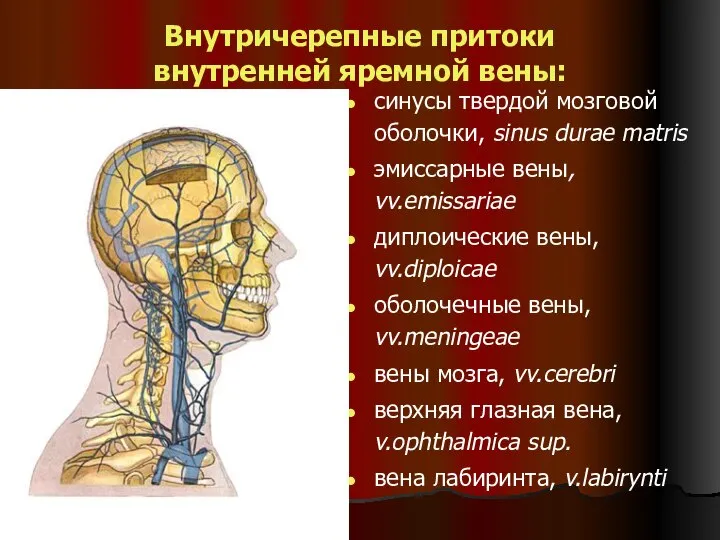 Внутричерепные притоки внутренней яремной вены: cинусы твердой мозговой оболочки, sinus durae