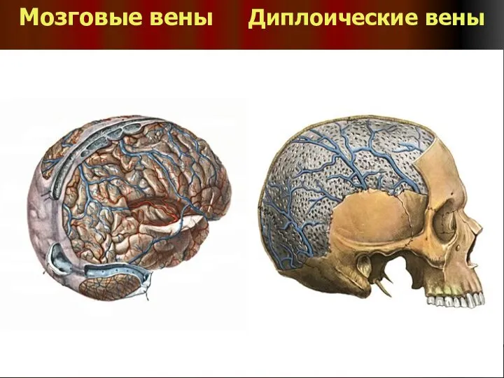 Мозговые вены Диплоические вены