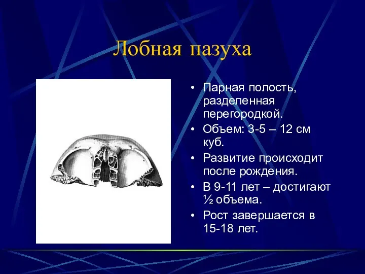Лобная пазуха Парная полость, разделенная перегородкой. Объем: 3-5 – 12 см