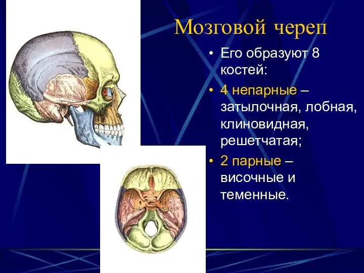 Мозговой череп Его образуют 8 костей: 4 непарные – затылочная, лобная,