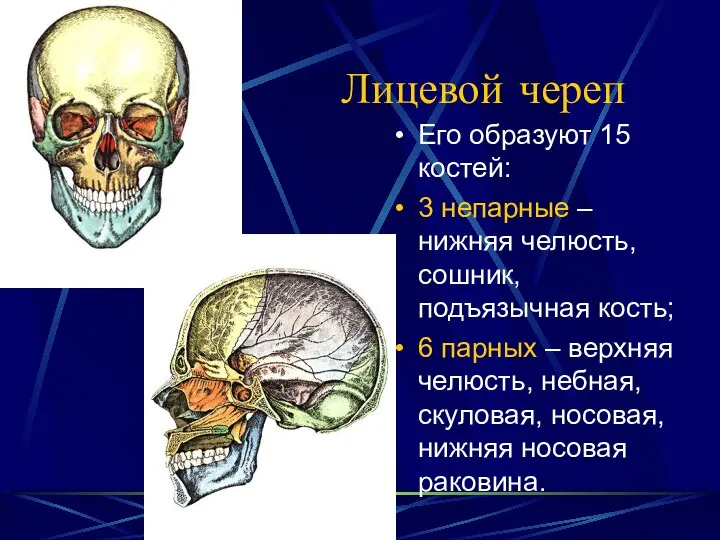 Лицевой череп Его образуют 15 костей: 3 непарные – нижняя челюсть,