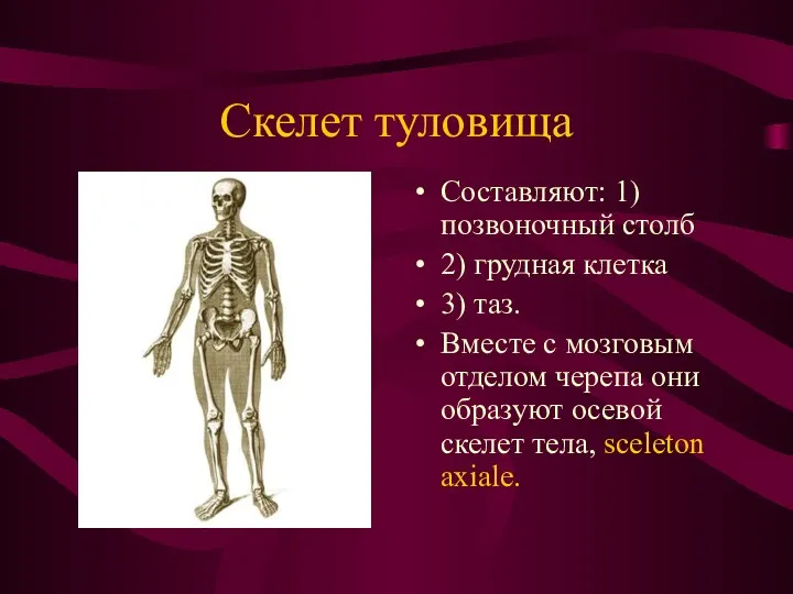 Скелет туловища Составляют: 1)позвоночный столб 2) грудная клетка 3) таз. Вместе