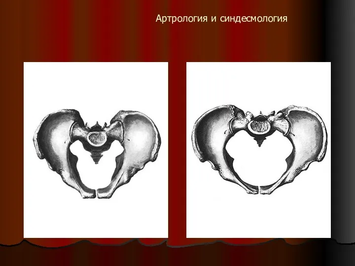 Артрология и синдесмология