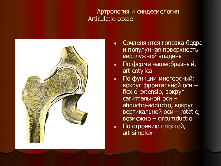 Артрология и синдесмология Articulatio coxae Сочленяются головка бедра и полулунная поверхность