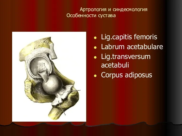 Артрология и синдесмология Особенности сустава Lig.capitis femoris Labrum acetabulare Lig.transversum acetabuli Corpus adiposus