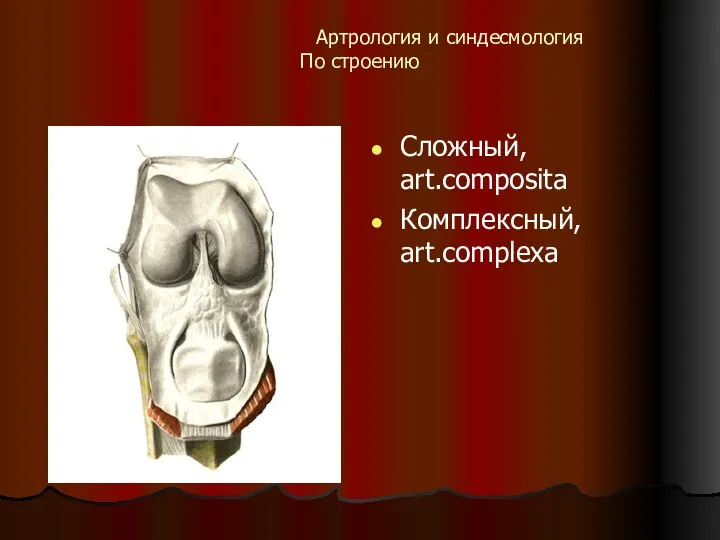 Артрология и синдесмология По строению Сложный, art.composita Комплексный, art.complexa