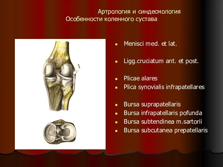 Артрология и синдесмология Особенности коленного сустава Menisci med. et lat. Ligg.cruciatum