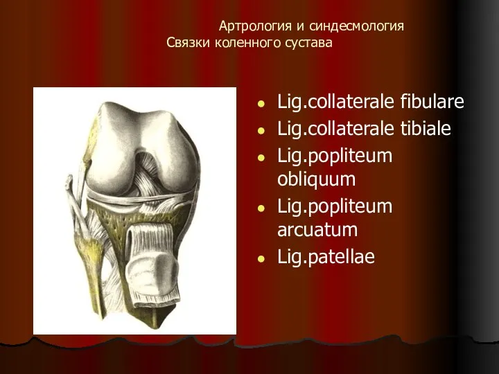 Артрология и синдесмология Связки коленного сустава Lig.collaterale fibulare Lig.collaterale tibiale Lig.popliteum obliquum Lig.popliteum arcuatum Lig.patellae