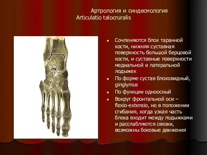 Артрология и синдесмология Articulatio talocruralis Сочленяются блок таранной кости, нижняя суставная