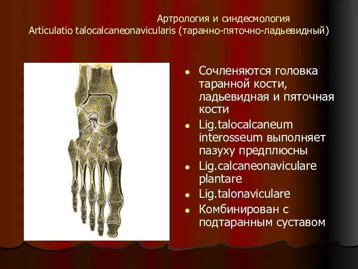 Артрология и синдесмология Articulatio talocalcaneonavicularis (таранно-пяточно-ладьевидный) Сочленяются головка таранной кости, ладьевидная